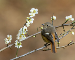 ジョウビタキ　20200211
