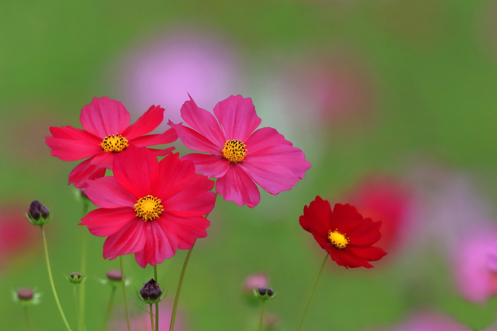 コスモス　20171012