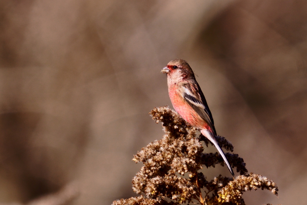 ベニマシコ - 1  20191129