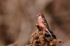 ベニマシコ - 1  20191129