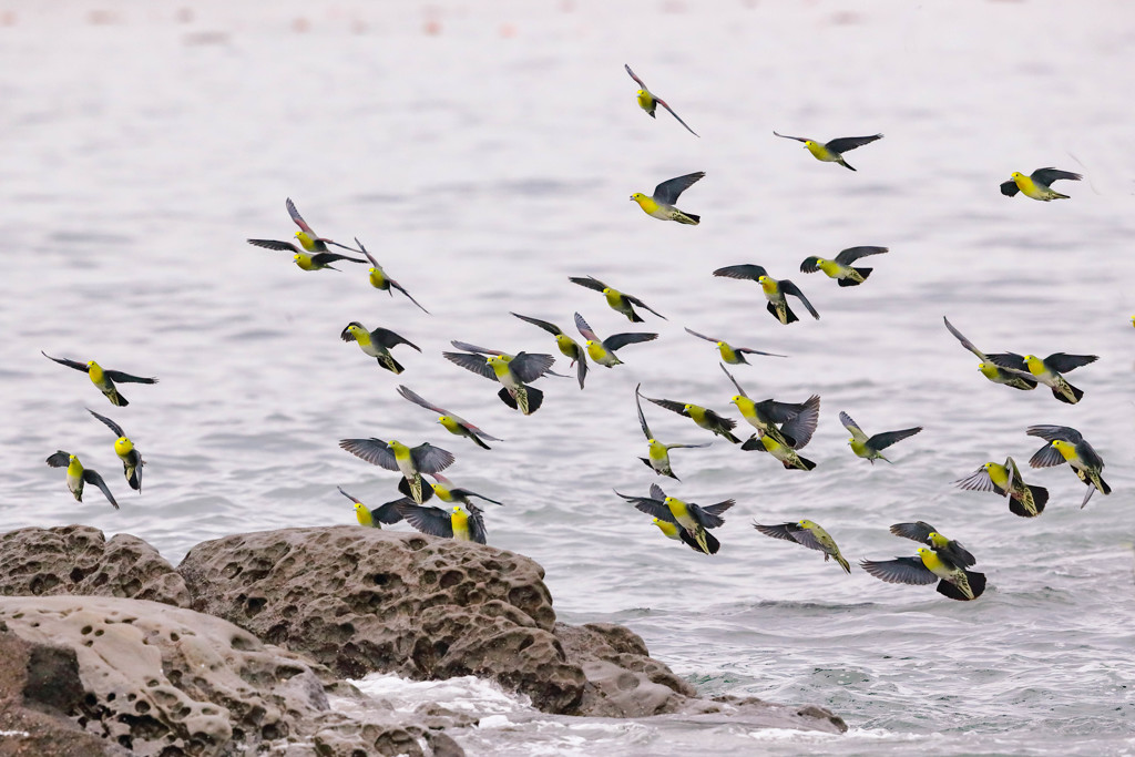 アオバト - 1  20190605
