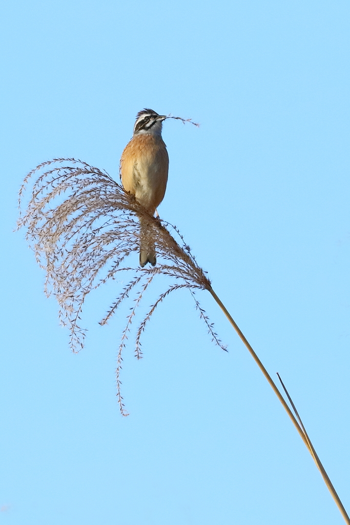 ホオジロですか？？？　20171213