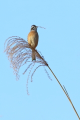 ホオジロですか？？？　20171213
