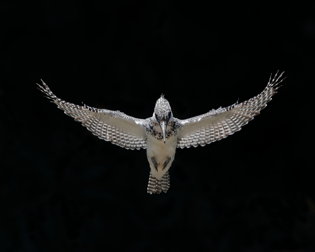 ヤマセミ - 3  20190522