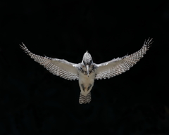 ヤマセミ - 3  20190522