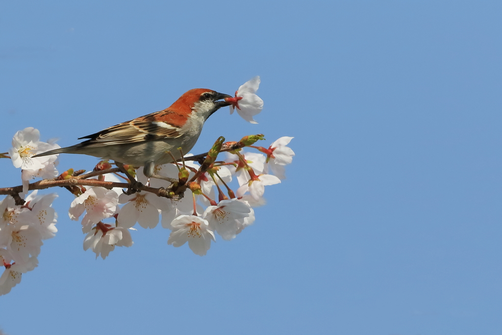 ニュウナイスズメ(雄) -3 20180328