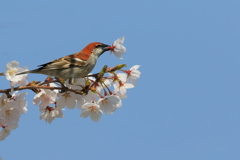 ニュウナイスズメ(雄) -3 20180328