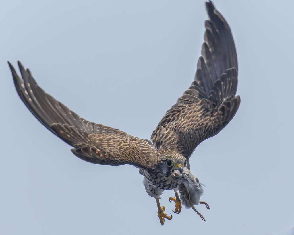 チョウゲンボウ - 1  20220518