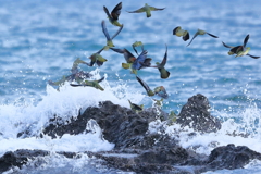 アオバト　20170919