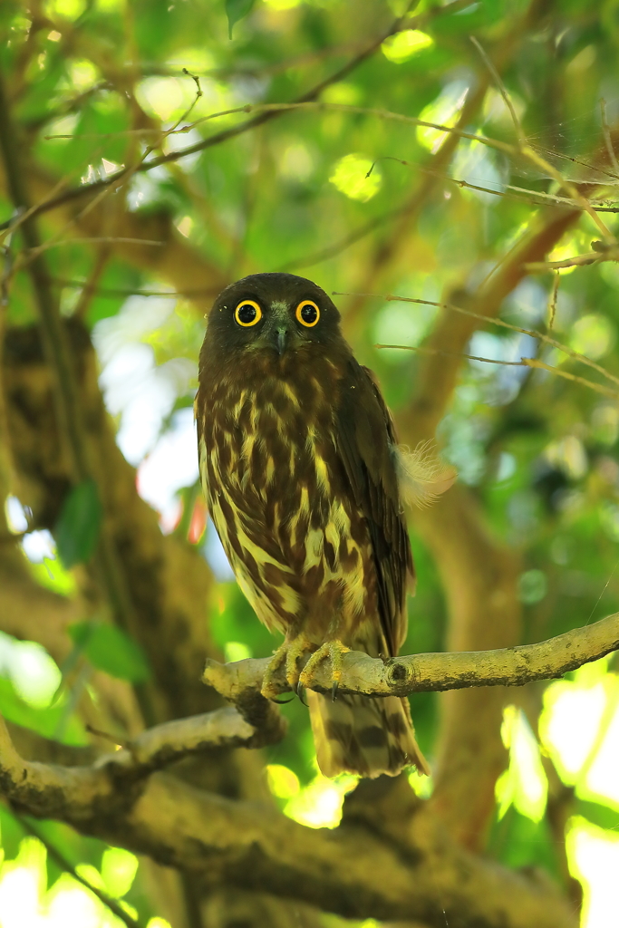 アオバズク(幼鳥) 20180719
