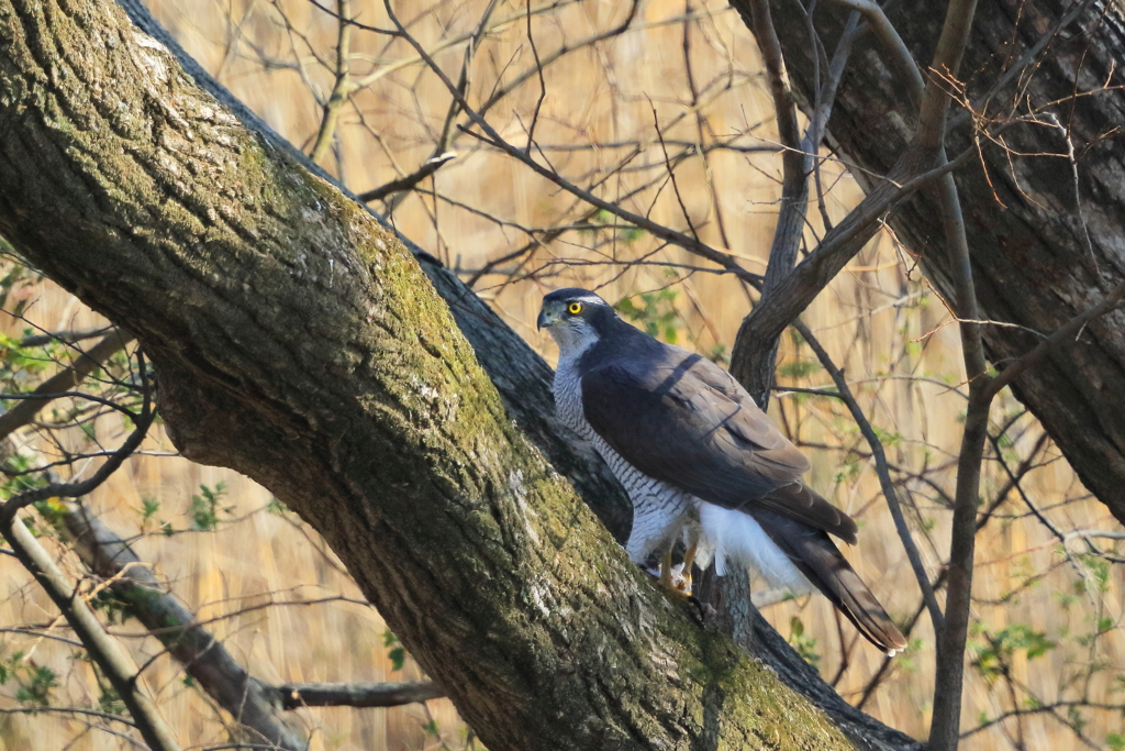 オオタカ 1 20180314