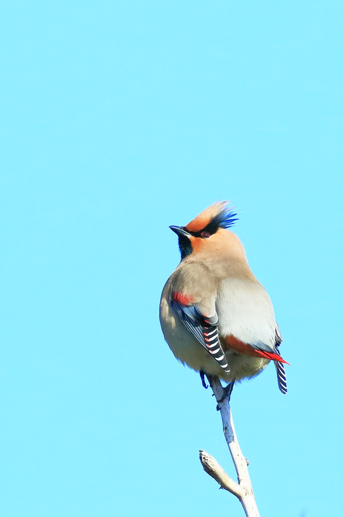 ヒレンジャク 1　20180209