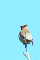 ヒレンジャク 1　20180209