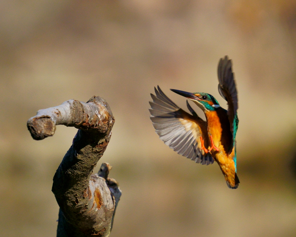 カワセミ　20191225