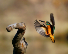 カワセミ　20191225