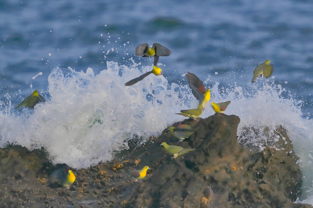 アオバト　20190604
