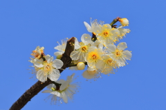 梅・佐布里池　20180304