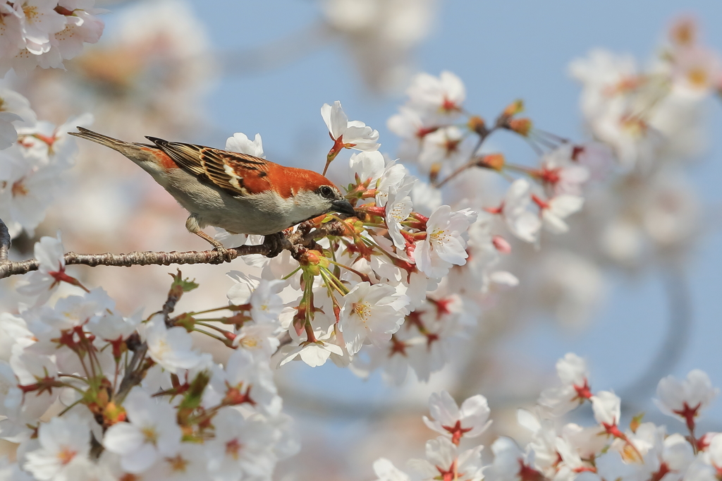 ニュウナイスズメ(雄) -1 20180328