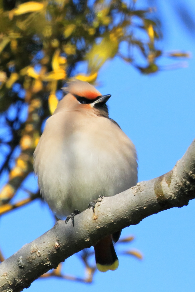 キ(黄)レンジャク 3 20180209