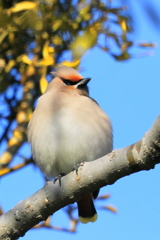 キ(黄)レンジャク 3 20180209