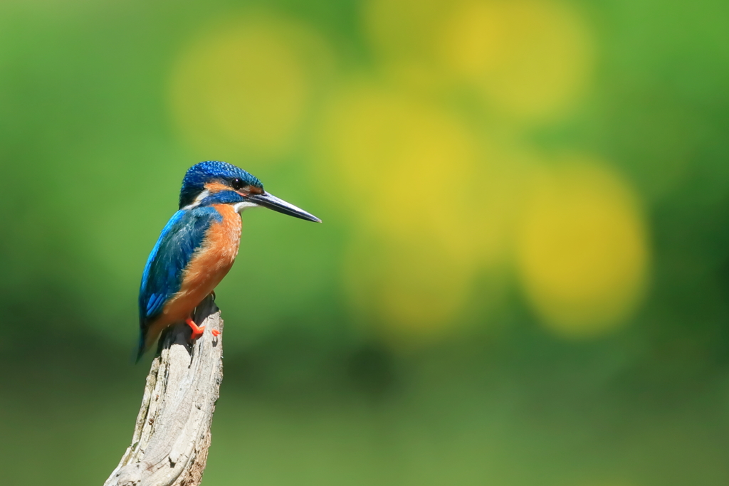 カワセミ - 1  20190507