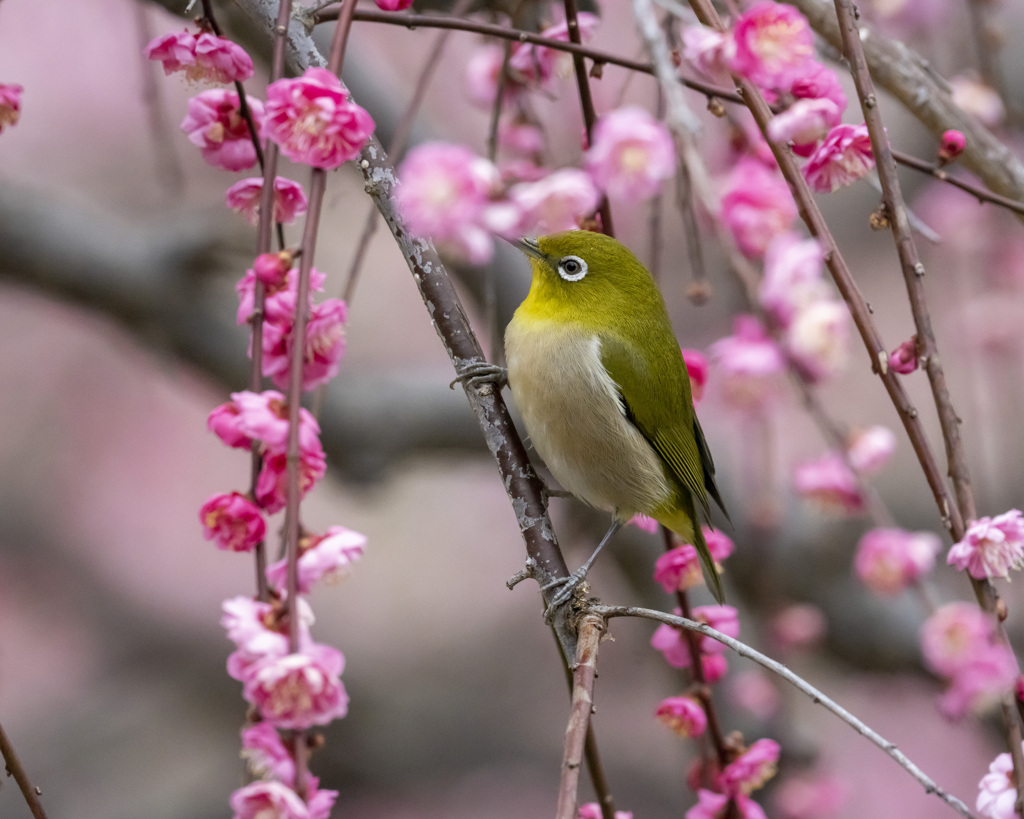 メジロ - 3  20200225