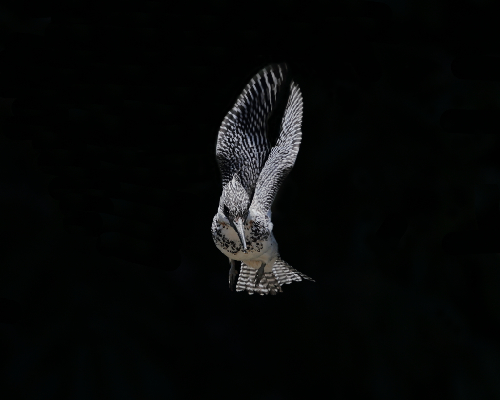 ヤマセミ- 5  20190522