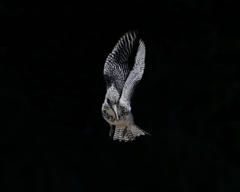 ヤマセミ- 5  20190522