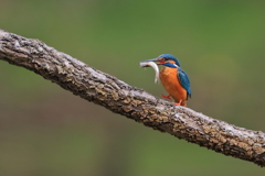 カワセミ　20180327