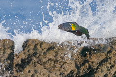 アオバト - 4  20190606