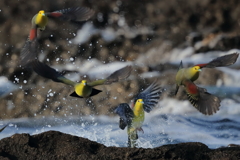 アオバト - 1  20190606