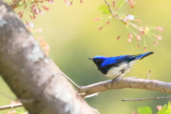 オオルリ -1　20180410