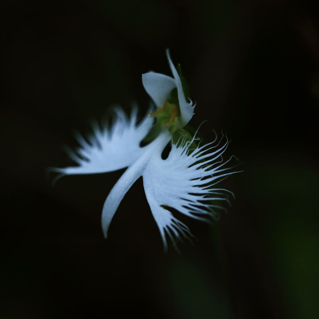 サギソウ　20170819