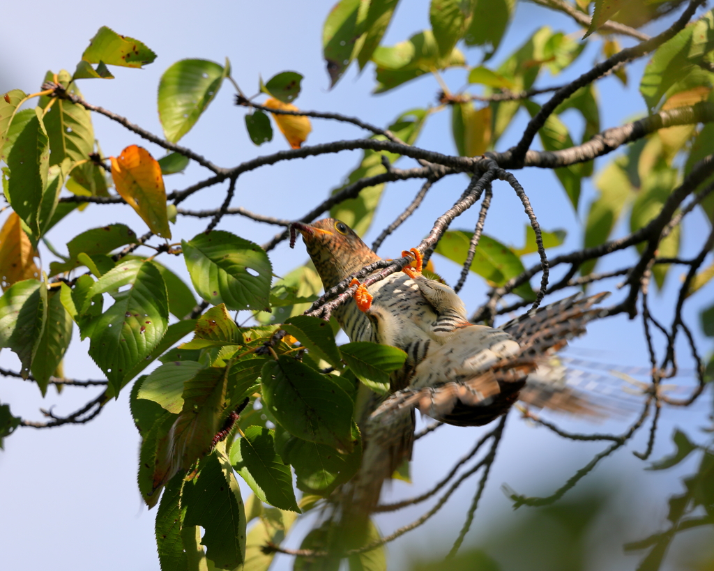 ツツドリ - 1　20190908