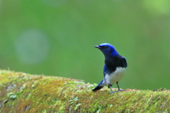 オオルリ　20180412