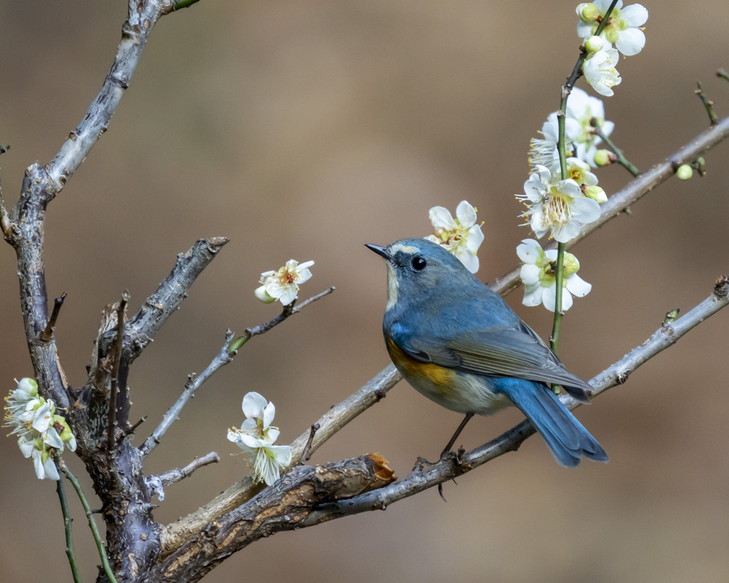 ルリビタキ　20200211