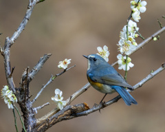 ルリビタキ　20200211