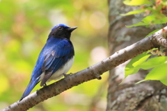 オオルリ -2 20180410