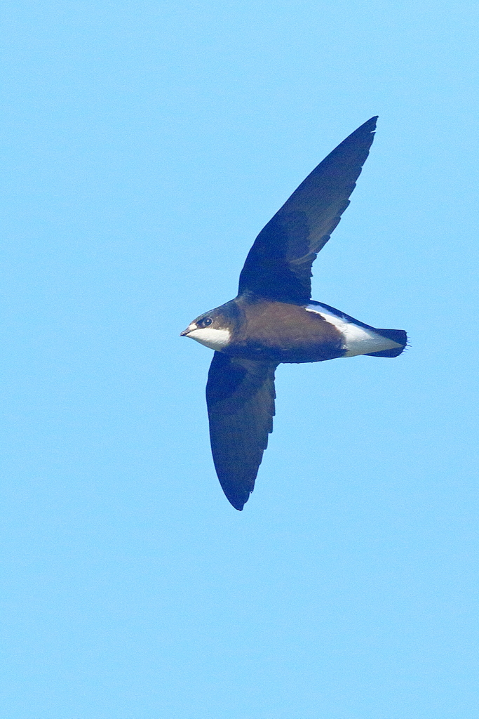 ハリオアマツバメ　20170619