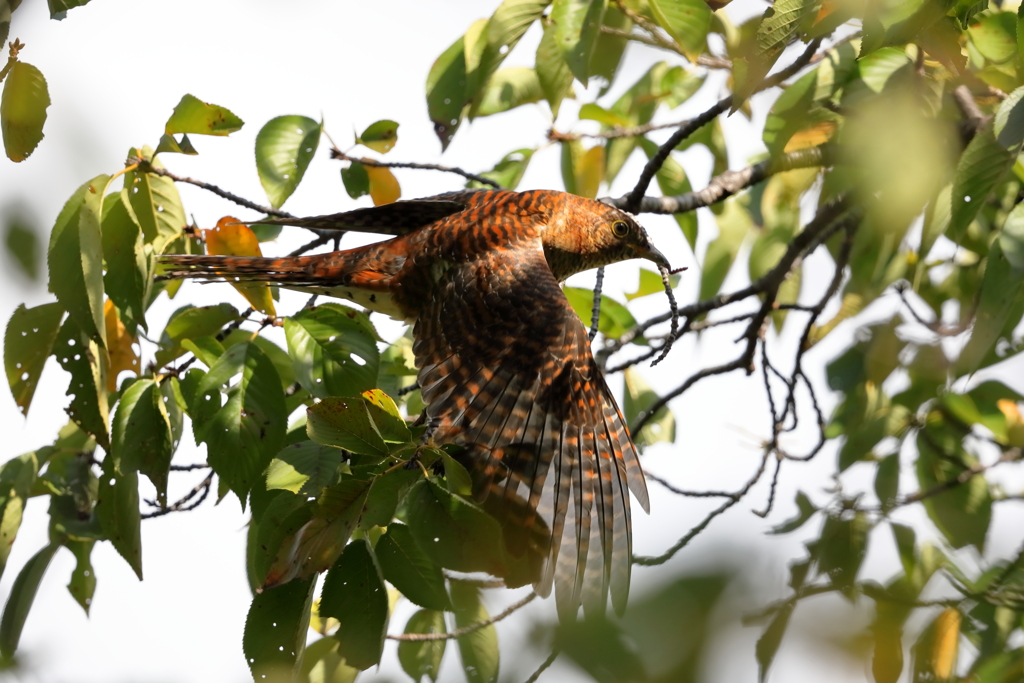 ツツドリ -2  20190908