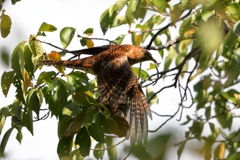 ツツドリ -2  20190908