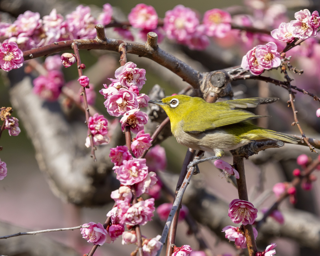 メジロ - 2  20200302