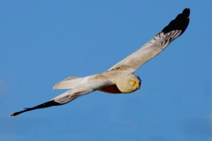 ハイイロチュウヒ　20191120