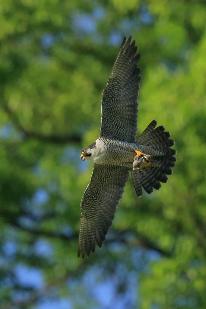 ハヤブサ - 3 20180515