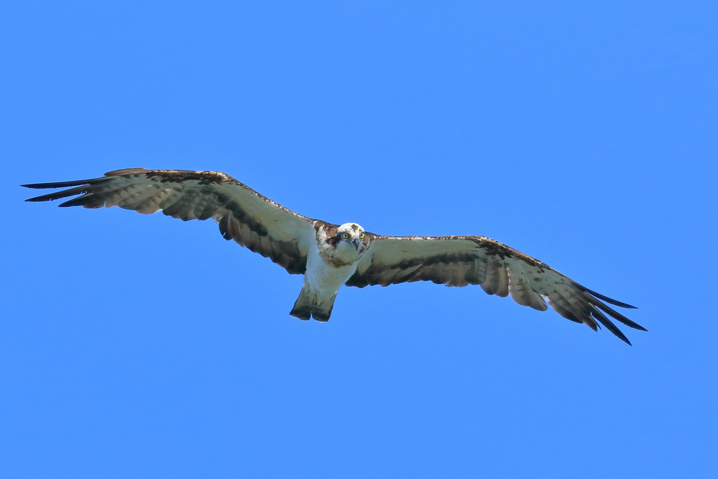 ミサゴ - 1  20181102