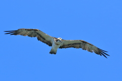 ミサゴ - 1 20181102