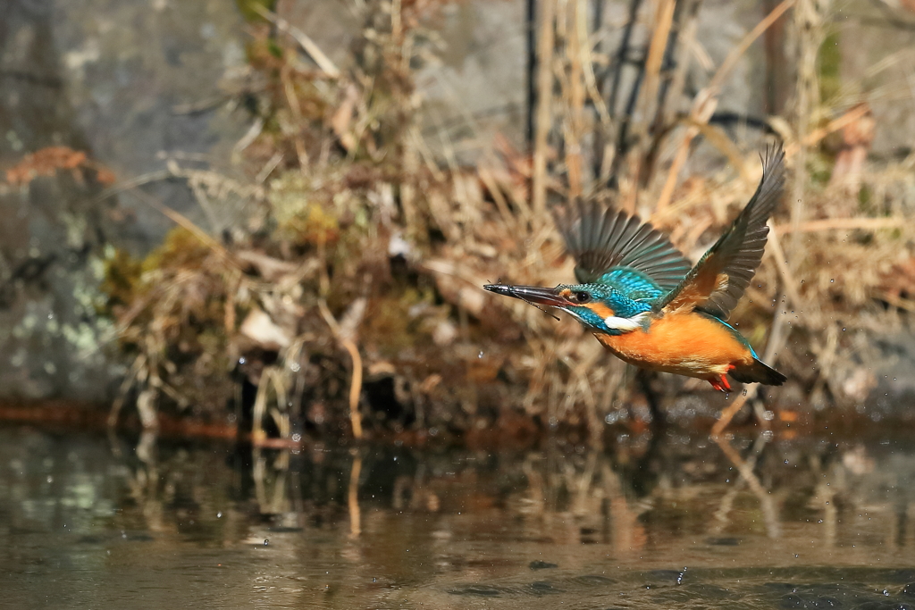 カワセミ 1 20180125