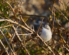 コノドジロムシクイ - 1  20191215
