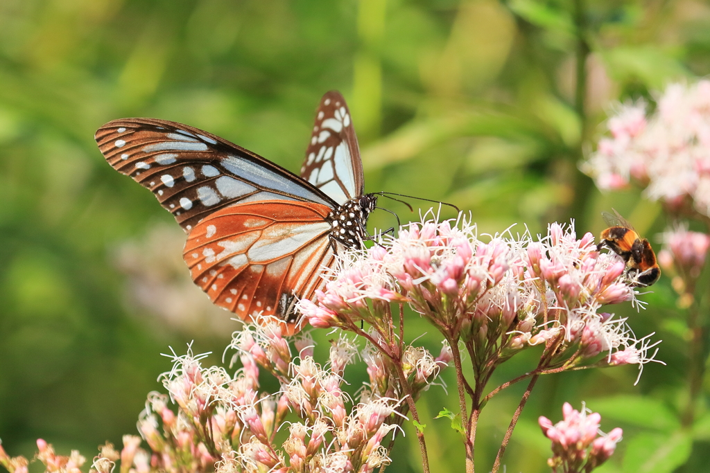 アサギマダラ - 2 20181018