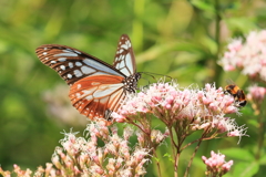 アサギマダラ - 2 20181018